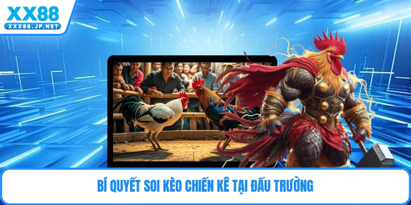Bí quyết soi kèo chiến kê tại đấu trường