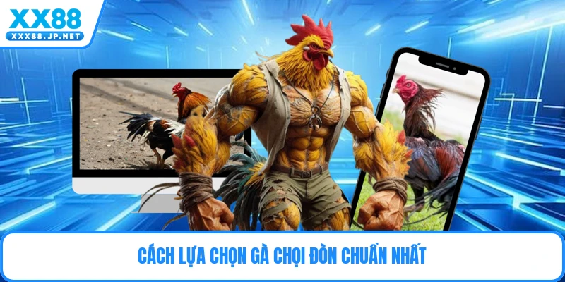 Cách lựa chọn gà chọi đòn chuẩn nhất