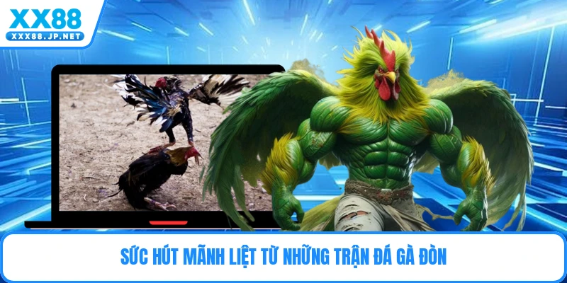 Sức hút mãnh liệt từ những trận đá gà đòn