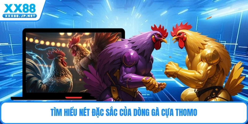 Tìm hiểu nét đặc sắc của dòng gà cựa Thomo